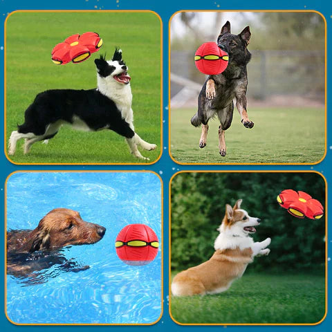 Zolara Frisbee-Bal |  1 + 1 Gratis!