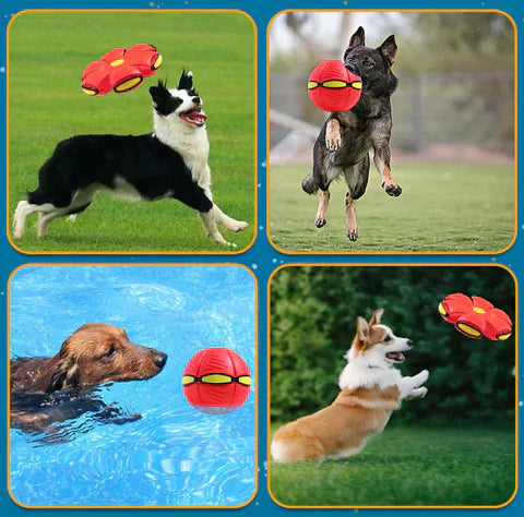 Zolara Frisbee-Bal |  1 + 1 Gratis!